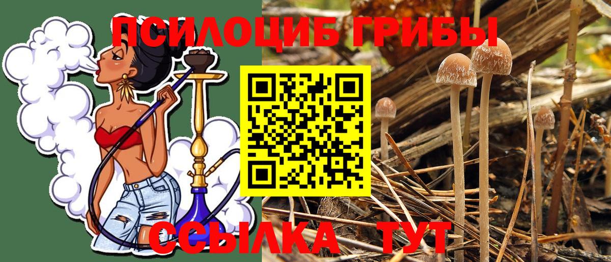 Псилоцибиновые грибы Psilocybine cubensis Березники